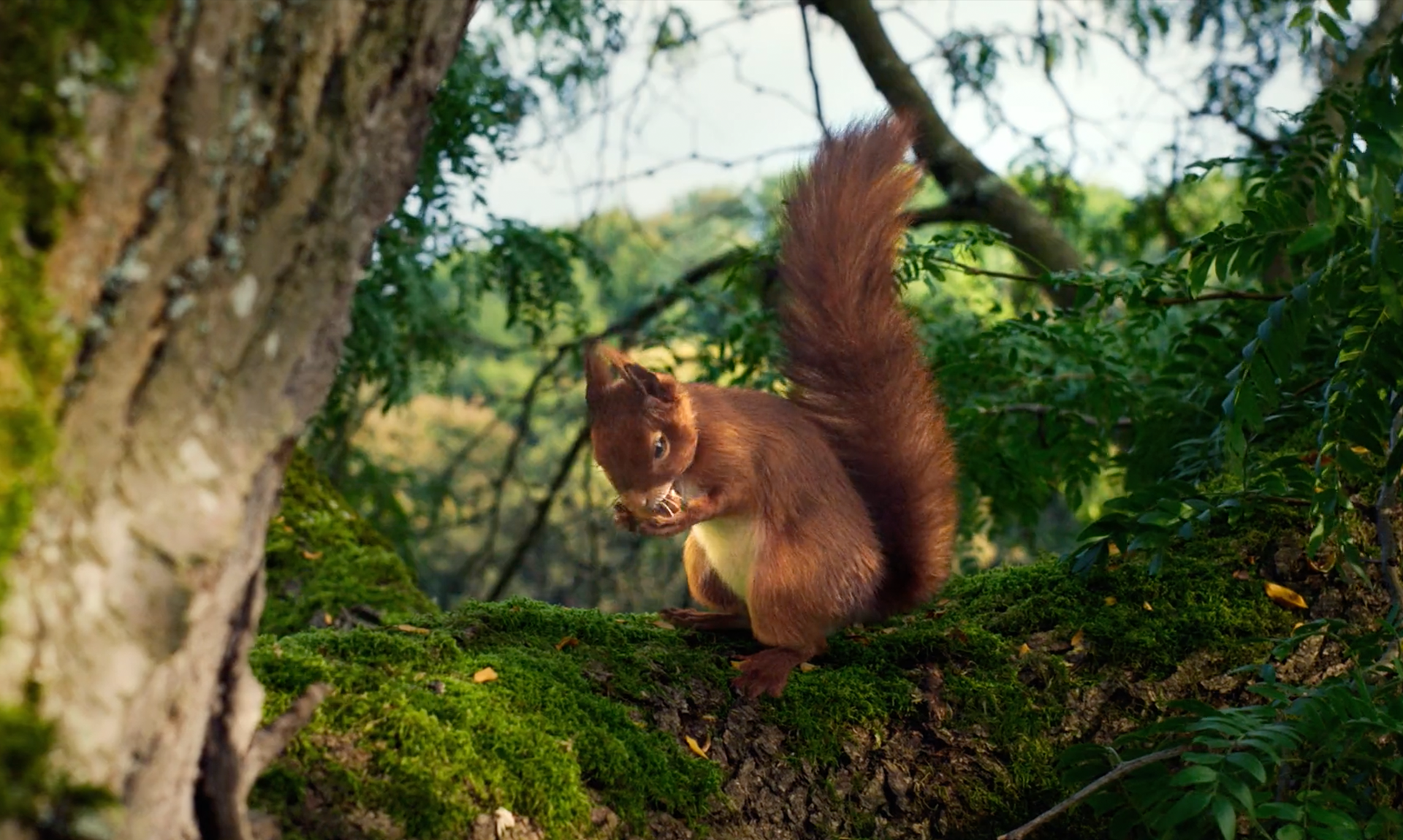 <strong>PAULANER </strong> Eichhörnchen